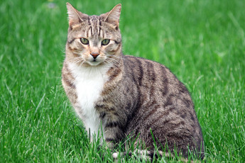 Картинка животные коты кот кошка взгляд