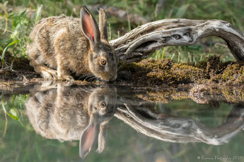 Картинка животные кролики +зайцы трава лапки ушки кролик вода бревно