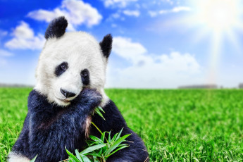 Картинка животные панды растения облака