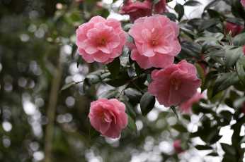 Картинка цветы камелии нежность цветение листья лепестки розовая бутон камелия