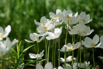 Картинка цветы ветреницы +печёночницы цветение белые лепестки