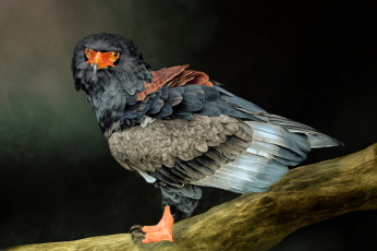 Картинка разное компьютерный+дизайн ветка окрас крылья пара птица