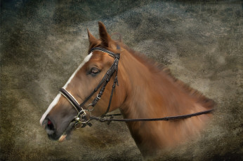 Картинка рисованное животные +лошади анфас