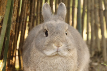 Картинка животные кролики +зайцы кролик ушки лапки трава