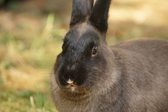 Картинка животные кролики +зайцы кролик ушки забавный трава