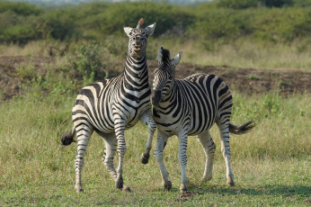 обоя животные, зебры, полоски, черно-белый, пара, зебра