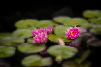 Картинка цветы лилии+водяные +нимфеи +кувшинки водяная лилия цветение листья вода