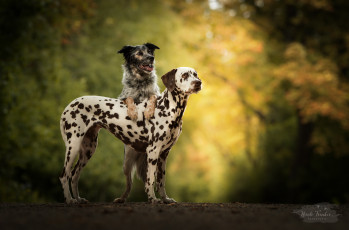 Картинка животные собаки собака прогулка трава природа