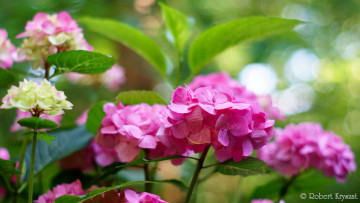 Картинка цветы гортензия розовая цветение