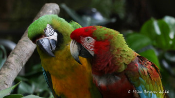 Картинка животные попугаи клюв птица перышки пара