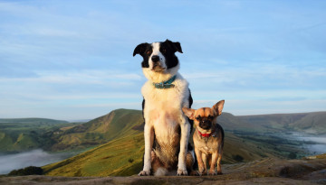 Картинка животные собаки двое пейзаж холмы