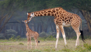 обоя животные, жирафы, африка, малыш, мама