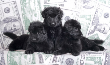 Картинка животные собаки черный овчарка трио щенки