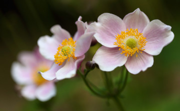Картинка цветы анемоны +сон-трава цветок цветение лепестки розовый