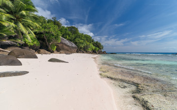Картинка природа побережье пальмы песок пляж море