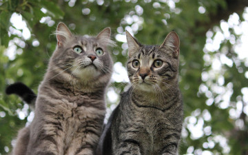 Картинка животные коты двое