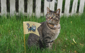 Картинка животные коты кошка флаг космонавт