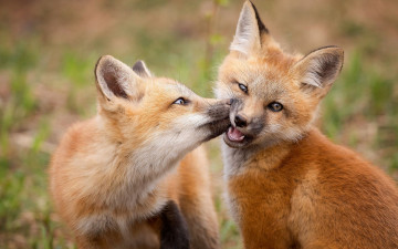 Картинка животные лисы лисята рыжие нежность