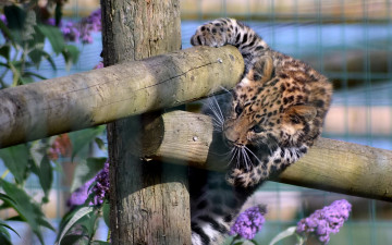 Картинка животные Ягуары цветы