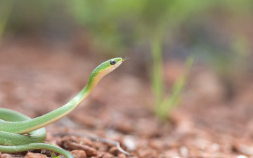 Картинка животные змеи +питоны +кобры трава природа язык зеленая змея