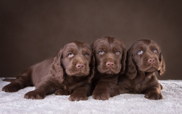 Картинка животные собаки трое