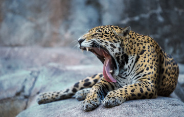 Картинка животные леопарды хищник