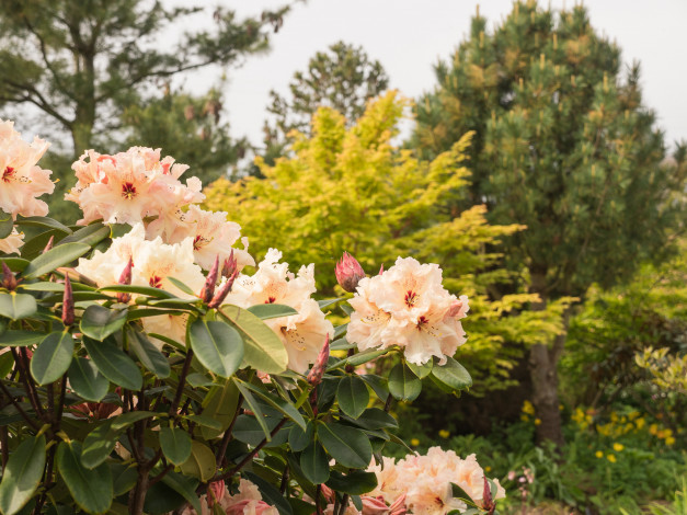 Обои картинки фото цветы, рододендроны , азалии, куст, цветение, нежно-розовый