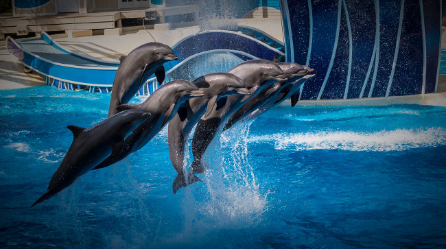 Обои картинки фото животные, дельфины, дельфин