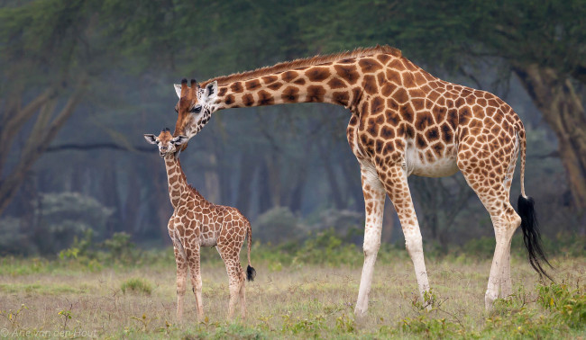 Обои картинки фото животные, жирафы, африка, малыш, мама
