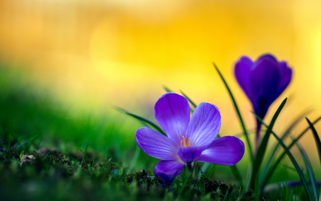 Обои картинки фото цветы, крокусы, трава, весна, природа, макро