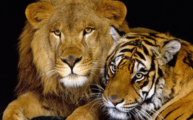 Обои картинки фото животные, разные вместе, хищники, звери, лев, тигр