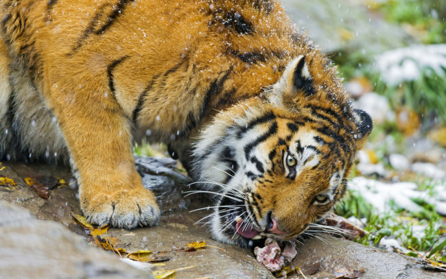 Обои картинки фото животные, тигры, мясо, тигр, еда, трава, снег