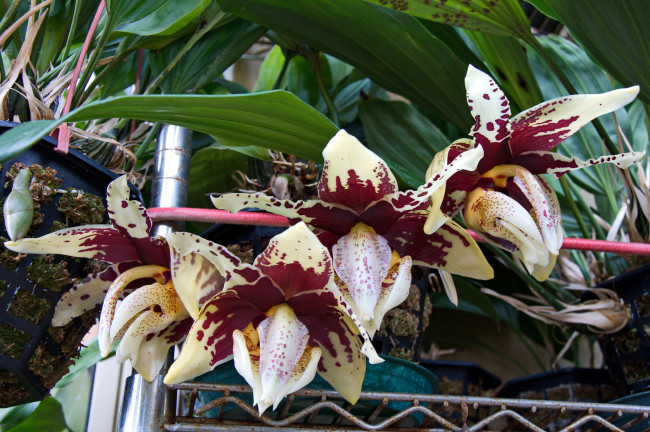Обои картинки фото цветы, орхидеи, orchids, цветение, flowers, flowering