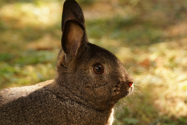 Обои картинки фото животные, кролики,  зайцы, кролик, ушки, забавный, трава