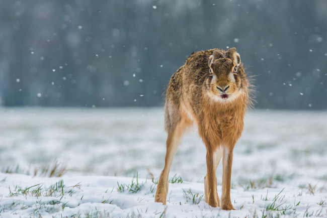 Обои картинки фото животные, кролики,  зайцы, снег