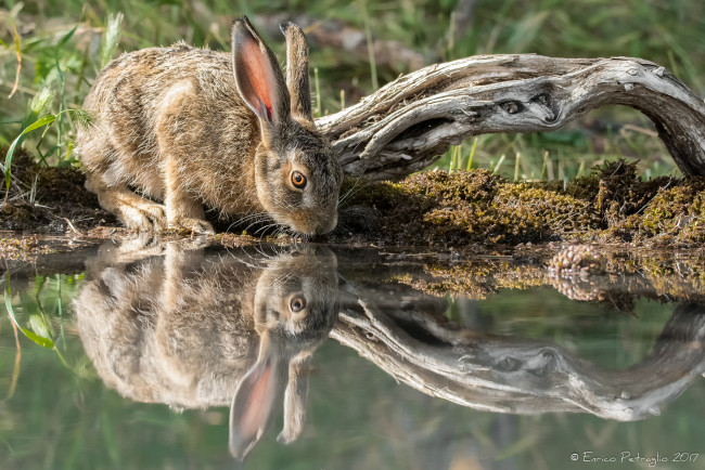 Обои картинки фото животные, кролики,  зайцы, трава, лапки, ушки, кролик, вода, бревно