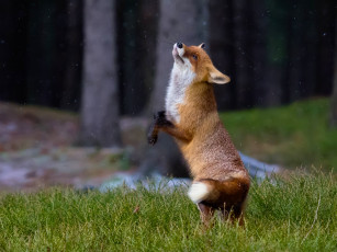 Картинка животные лисы танец трава лиса рыжая