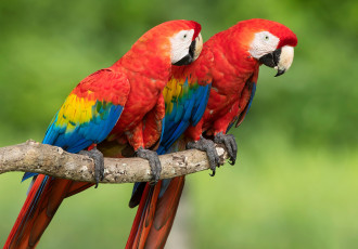Картинка животные попугаи боке красный ара фон парочка птицы
