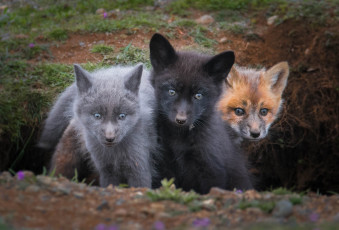 Картинка животные лисы детёныши лисята трио троица
