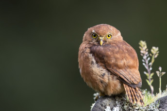 Картинка животные совы сова рыжая взгляд