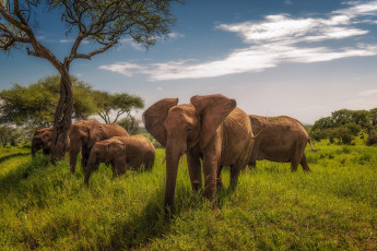 обоя животные, слоны, танзания, африка, tarangire, national, park