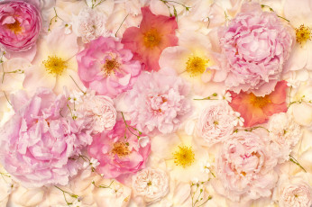 Картинка цветы разные+вместе фон эустома розы лепестки