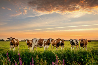 Картинка животные коровы +буйволы стадо природа луг