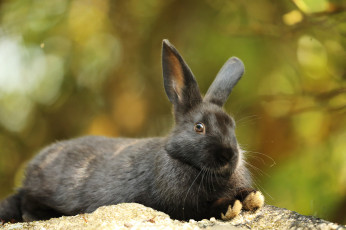 Картинка животные кролики +зайцы животное заяц природа