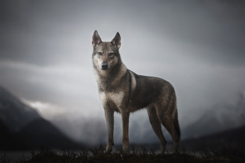 Картинка животные волки +койоты +шакалы горы morrow the untamed spirit собака