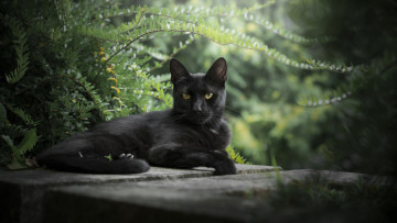 Картинка животные коты кот взгляд природа травка фон
