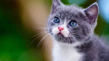 Картинка животные коты манчкин котёнок взгляд мордочка