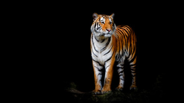 Картинка животные тигры дикая кошка тигр лапы стоит взгляд морда черный фон поза композиция красавчик
