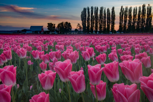 Обои картинки фото цветы, тюльпаны, плантация, закат, деревья, поле