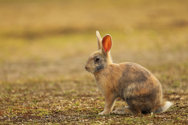 Обои картинки фото животные, кролики,  зайцы, животное, заяц, природа